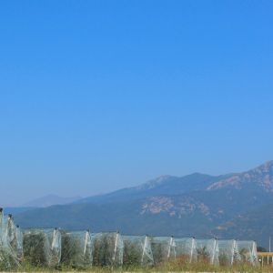 Azienda Agricola 1
