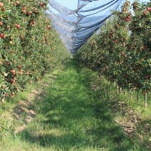 Azienda Agricola 3