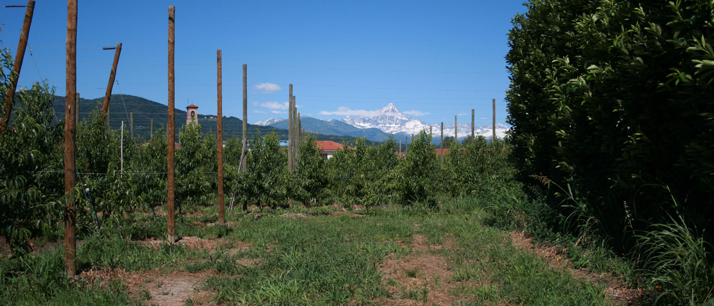 Azienda Agricola 5